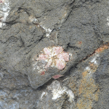 桜石 原石 59.1x57.6x60.2mm 京都府丸亀市産 #QK118
