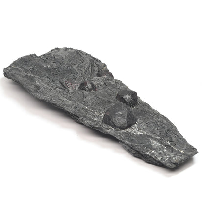 [鑑別付]アメリカ・レッドエンバーズ鉱山産ガーネットオングラファイト 原石 53.1x121x20.3mm #SE297